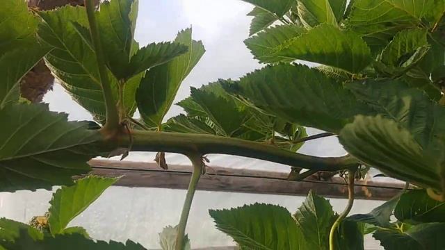 Ежевика Прайм Арк Фридом, июль 2019. смотреть онлайн