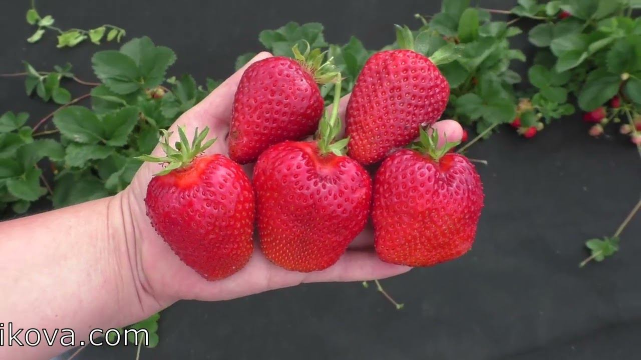 ИРМА ремонтантный сорт клубники смотреть онлайн