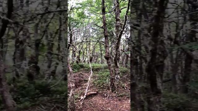 Ushuaia - National Park 3 смотреть онлайн