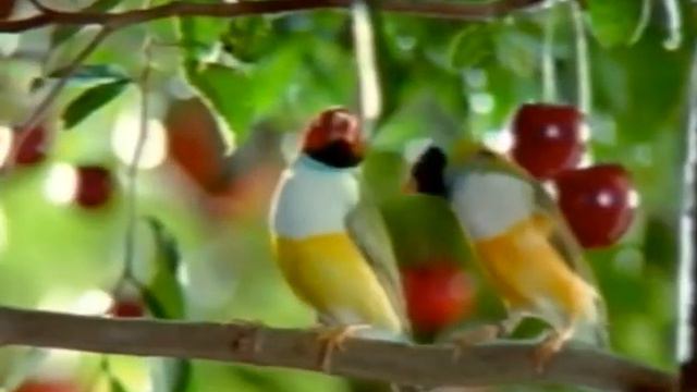 Чудо йогурт / Рецепт чуда смотреть онлайн