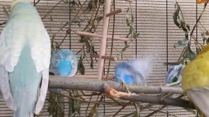 happy budgie sounds