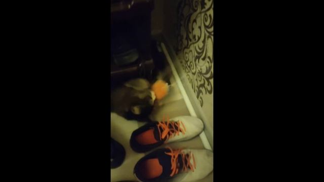 разговор во сне кот#3 смотреть онлайн