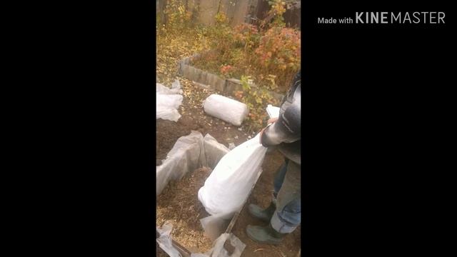 Посадка черники высокорослый. смотреть онлайн