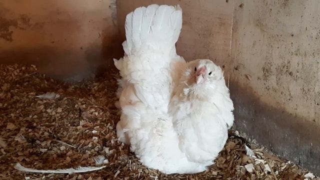 Гилянская курица. Белая. Наседка. 4 кг. смотреть онлайн