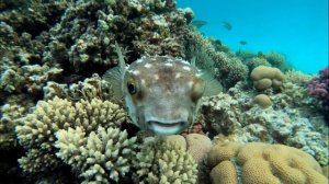Снорклинг на внешнем рифе отеля Pyramisa Sahl Hasheesh. Красное море. Египет.