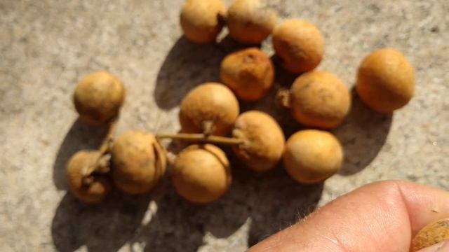 Longan grown in Tenerife (Dimocarpus longan) смотреть онлайн