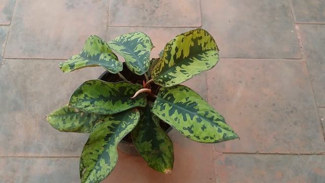 || HOMALOMENA WALLISII || CARE TIPS