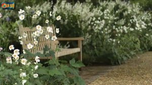 Анемона – нежная красота сада. Три зимостойких вида.