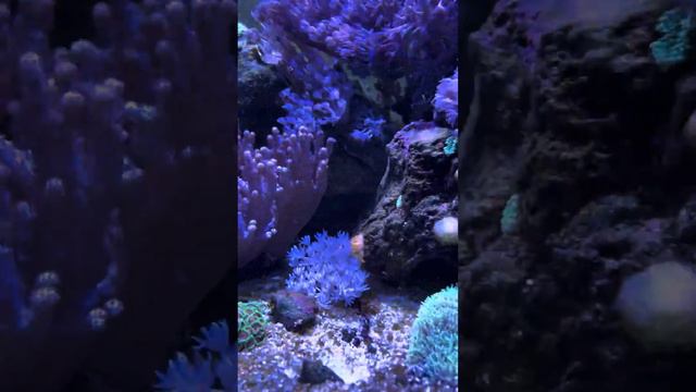 Rio 240 смотреть онлайн