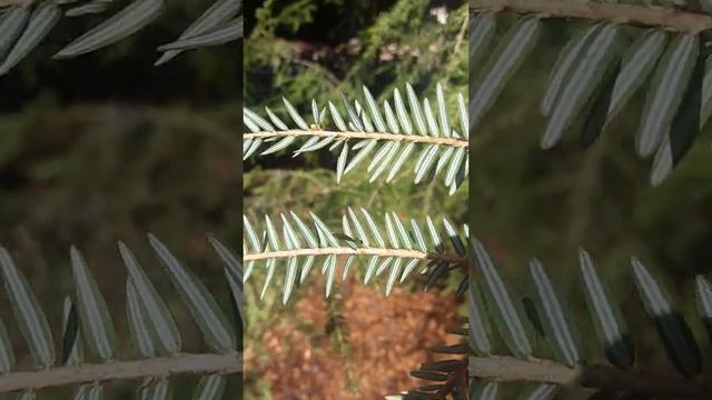 Tsuga heterophylla смотреть онлайн