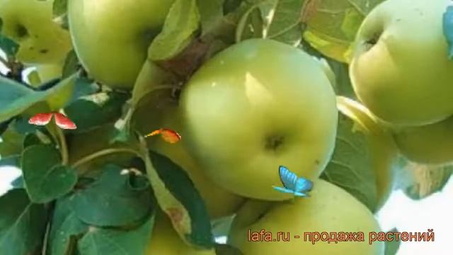 Яблоня обыкновенная Феникс алтайский (malus) ? обзор: как сажать, саженцы яблони Феникс алтайский смотреть онлайн