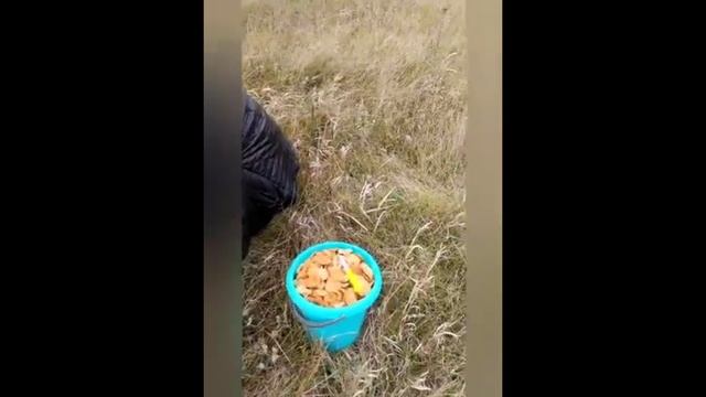 Поздний сбор опят смотреть онлайн