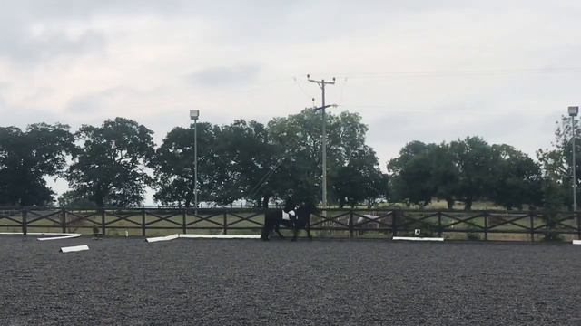 Linnel Daisy Bell - Fell Pony for Sale смотреть онлайн
