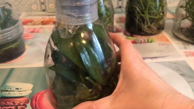 Обзор фласок от поставщика Аллюра и Их-Ченга (Азия) смотреть онлайн