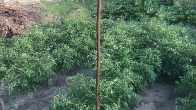 ??Важная подкормка/Кальций по листу растениям (03.07.23) смотреть онлайн