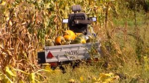 тыква мускатная Гитара