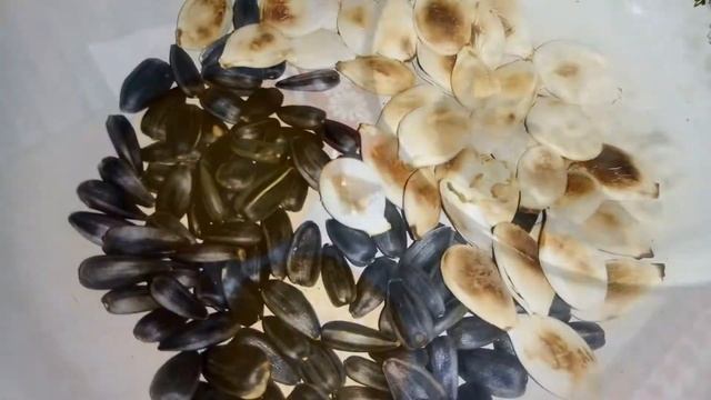 [ВЛОГ] - Мандаринка смотреть онлайн