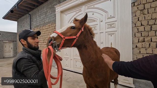 4 та от+5 та той сотилади Самарқандда! Онлайн от бозор! #ОТ смотреть онлайн