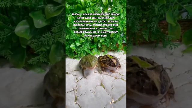 #цитатысосмыслом#мудрыемысли#мысливслух#буддизм