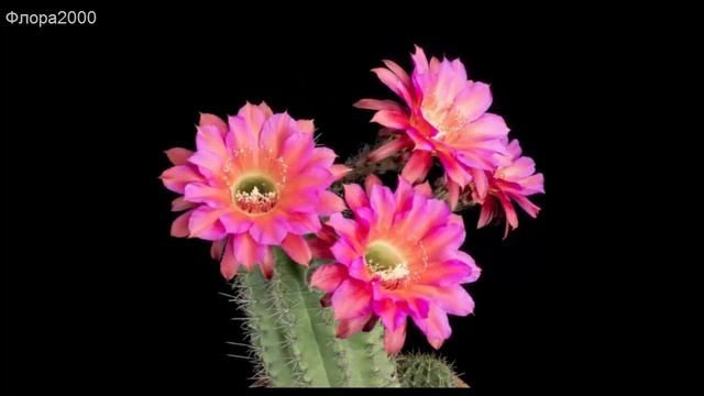 Как цветут кактусы? | Timelapse A Cactus In Bloom