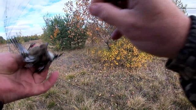 Ловля певчих птиц 28 сентября смотреть онлайн