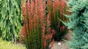 Барбарис Ред Пиллар — описание и выращивание