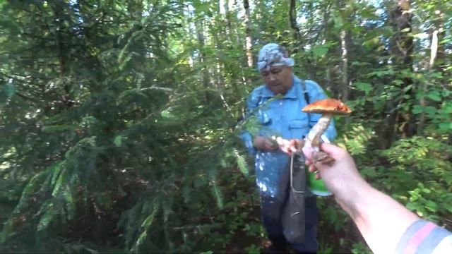 Щедрый осинник. Грибы родного Края. Июльские красноголовики. смотреть онлайн