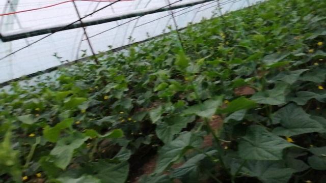 Новая воздушная пелетная печь. Спина и др. смотреть онлайн