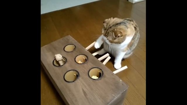 Clever cat plays whack-a-mole game смотреть онлайн