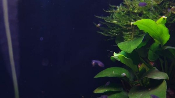 Baby rasbora galaxy Perlhuhnbärbling Danio margaritatus celestial pearl danio, Microrasbora Galaxy