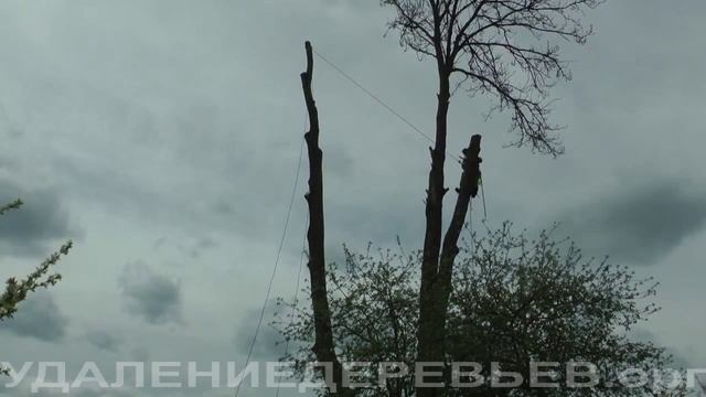 Работы в Смоленской области по удалению многоствольного ясеня. 13 мая 2015 года. смотреть онлайн