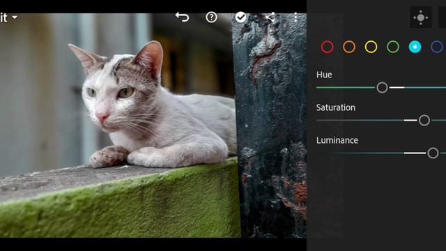 Cat's photo editing | Lightroom | Tutorial | In just 5 minutes | Colourful #lightroom #NAĐƏ_X смотреть онлайн