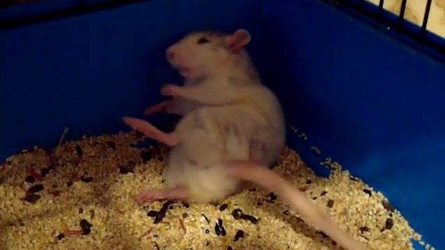 Звёздочка умывается смотреть онлайн