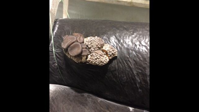 Формирование примордиев. Formation of oyster mushroom primordia. When there are loose clusters смотреть онлайн