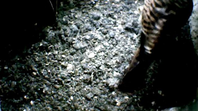 From Internet Camera(Turmfalken[03:1A:A5])2014/06/23,15:24:56_D смотреть онлайн
