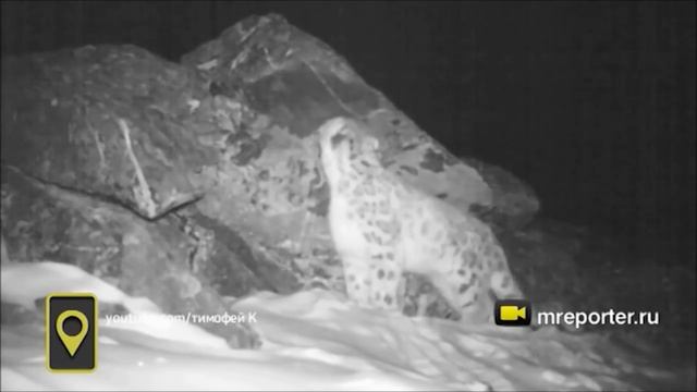 Весь мир узнал, как рычит снежный барс, благодаря видеоловушке в Бурятии смотреть онлайн