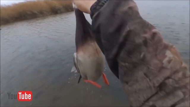 В округе продолжается выдача разрешений на добычу пернатой дичи