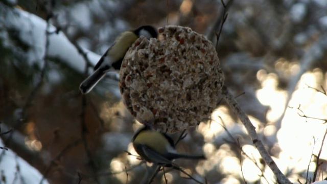 Птицы вечером в лесу на закате\Birds in the evening in the forest at sunset смотреть онлайн