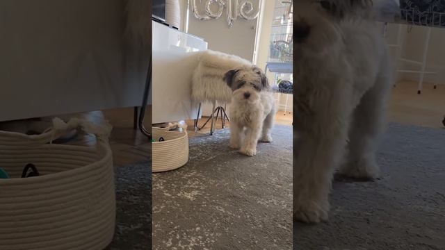 bad hair day for Toby? смотреть онлайн