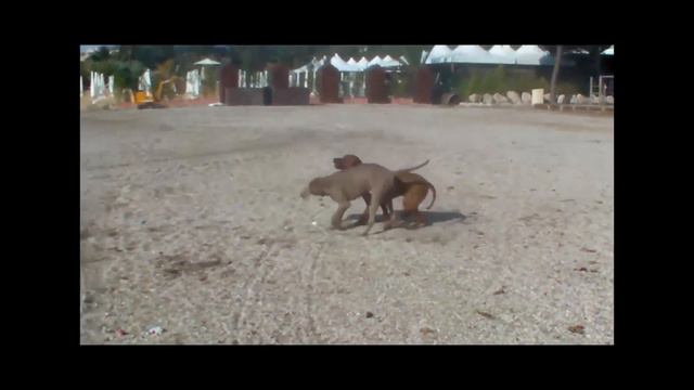Rhodesian Ridgeback Girl Zola & Weimaraner Othello - Paradise Beach смотреть онлайн
