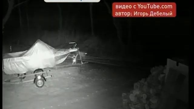 Тигр зашел в гости к жителю поселка Моряк-Рыболов смотреть онлайн