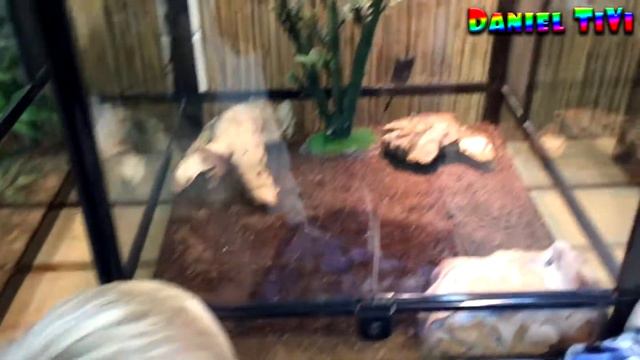 Контактный Зоопарк детский зоопарк VLOG часть 3 Petting zoo kids zoo VLOG Part 3 смотреть онлайн