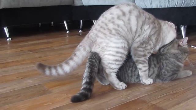 Вязка Состоялась... смотреть онлайн