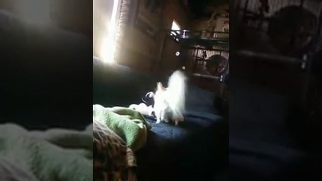 Tinkerz blonde chi humping her cow смотреть онлайн