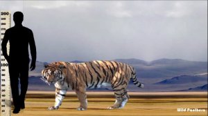 Tiger VS Lion Size Comparison - Lion VS Tiger Size Comparison LiViNG And EXTiNCT