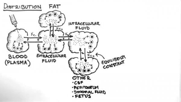 Pharmacokinetics. Distribution.