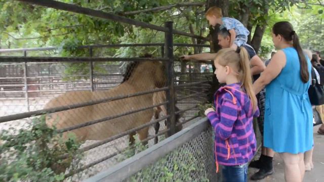 Морские каникулы. Часть1. Дорога, полиция, Николаевский зоопарк. смотреть онлайн