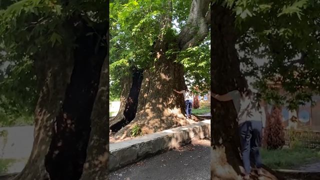 Место силы. 900-летний платан в Телави Грузия считается старейшим платановым деревом в Грузии. смотреть онлайн