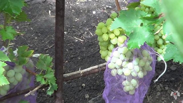Сорт Винограда. Новый Подарок Запорожью. Виноград 2016. смотреть онлайн