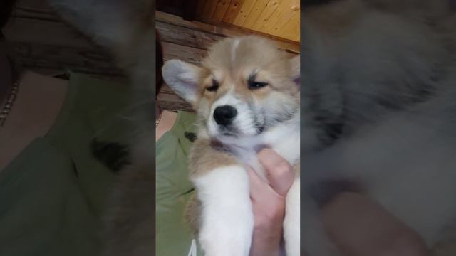 No sleep! Щенки Вельш Корги Пемброк. Kennel "Iz Druzhnoy Slobody" смотреть онлайн
